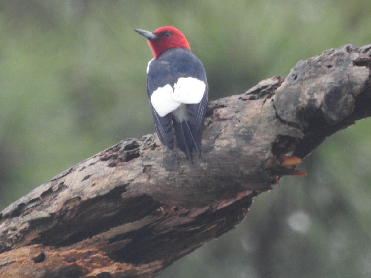 Red-headed Woodpecker - ML616181186