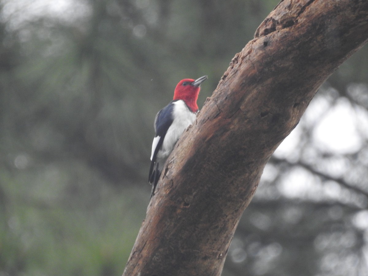 Red-headed Woodpecker - ML616181187