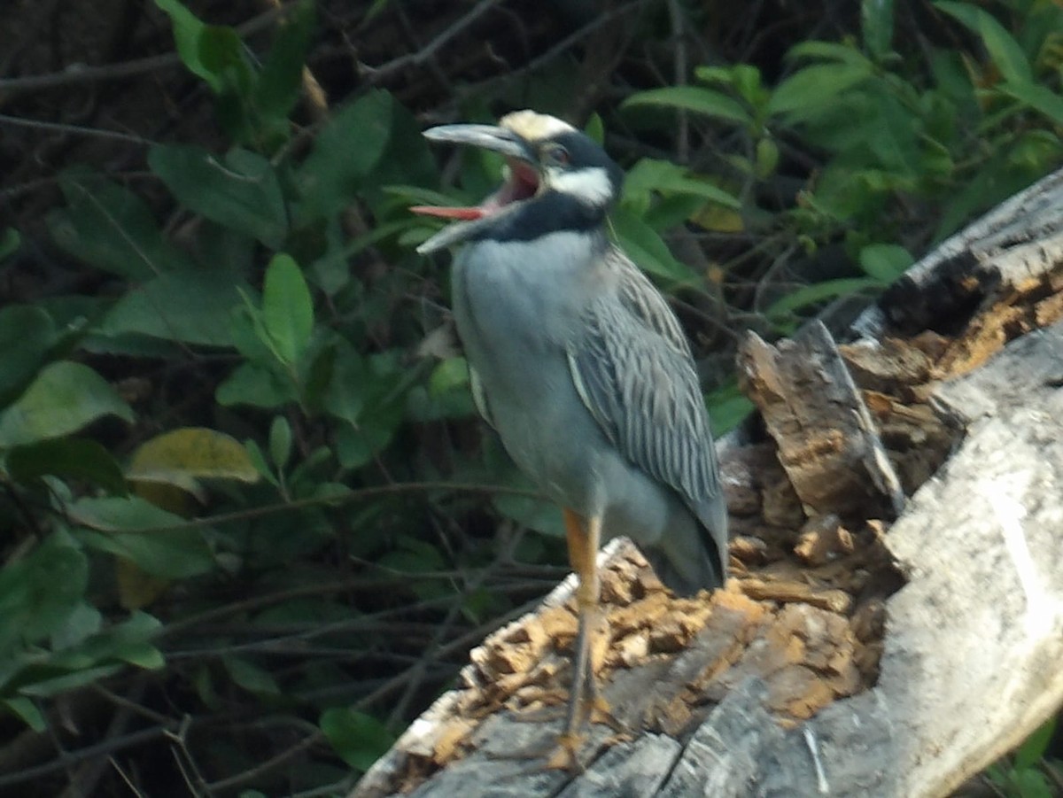 Yellow-crowned Night Heron - ML616181200