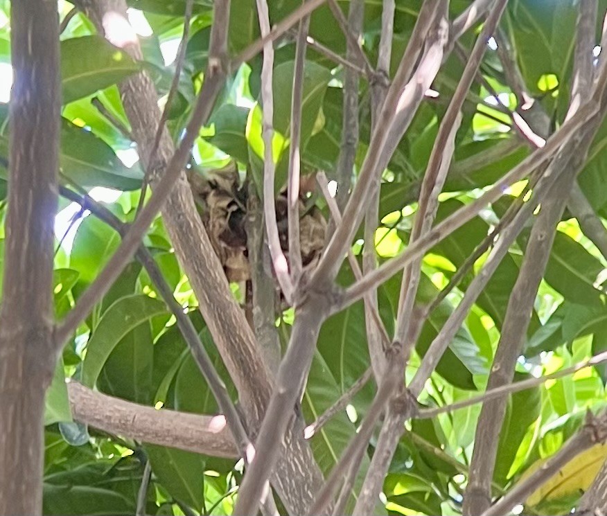 Philippine Scops-Owl - Cris Heins