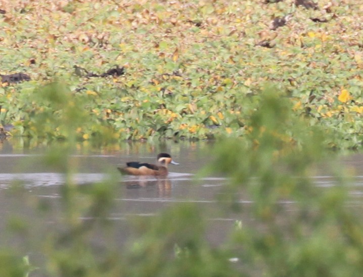 Blue-billed Teal - Corey Husic