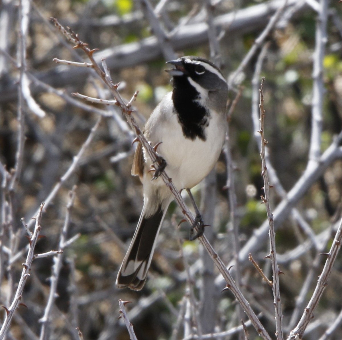 Black-throated Sparrow - ML616181284