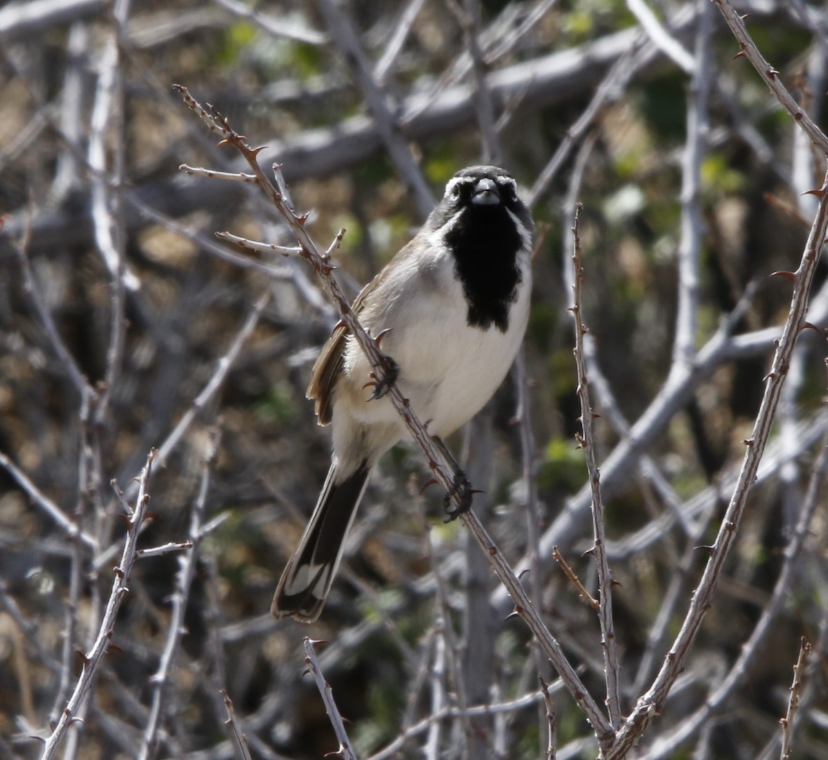 Black-throated Sparrow - ML616181285
