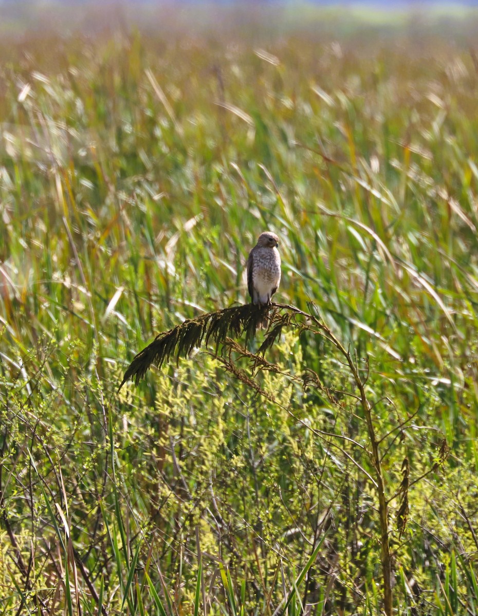 Red-shouldered Hawk - ML616181344