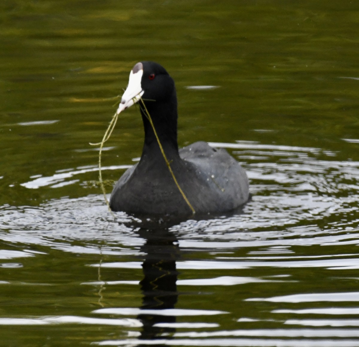 American Coot (Red-shielded) - ML616181360