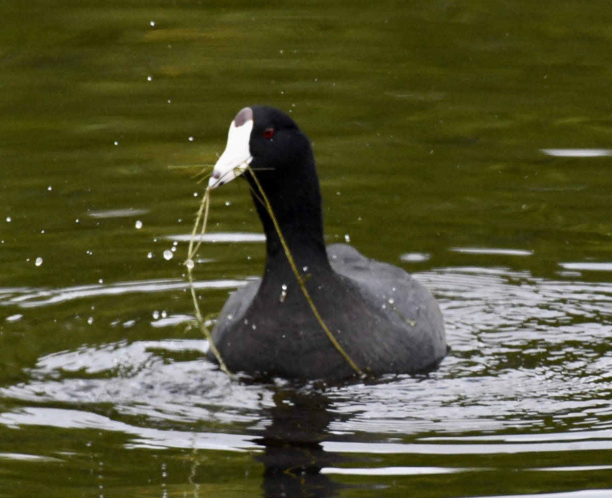American Coot (Red-shielded) - ML616181361
