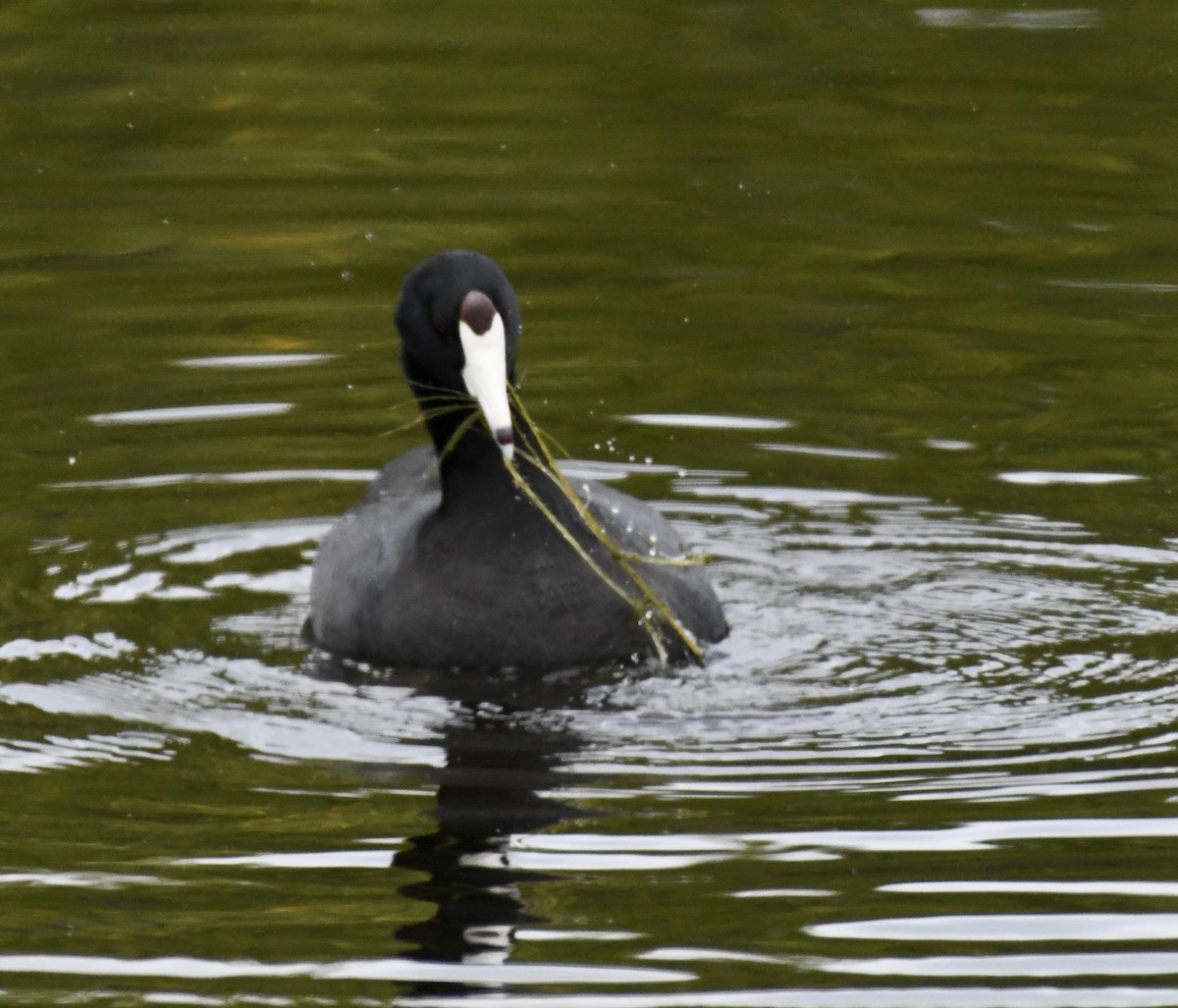 American Coot (Red-shielded) - ML616181362