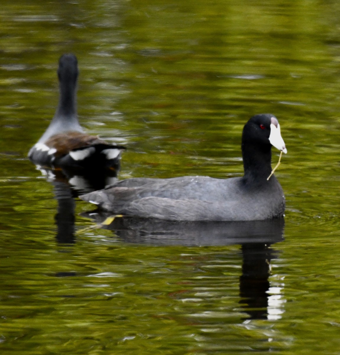 American Coot (Red-shielded) - ML616181363