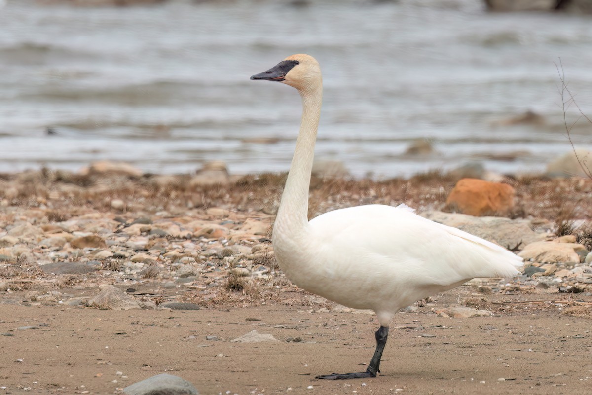 Trumpeter Swan - ML616181387