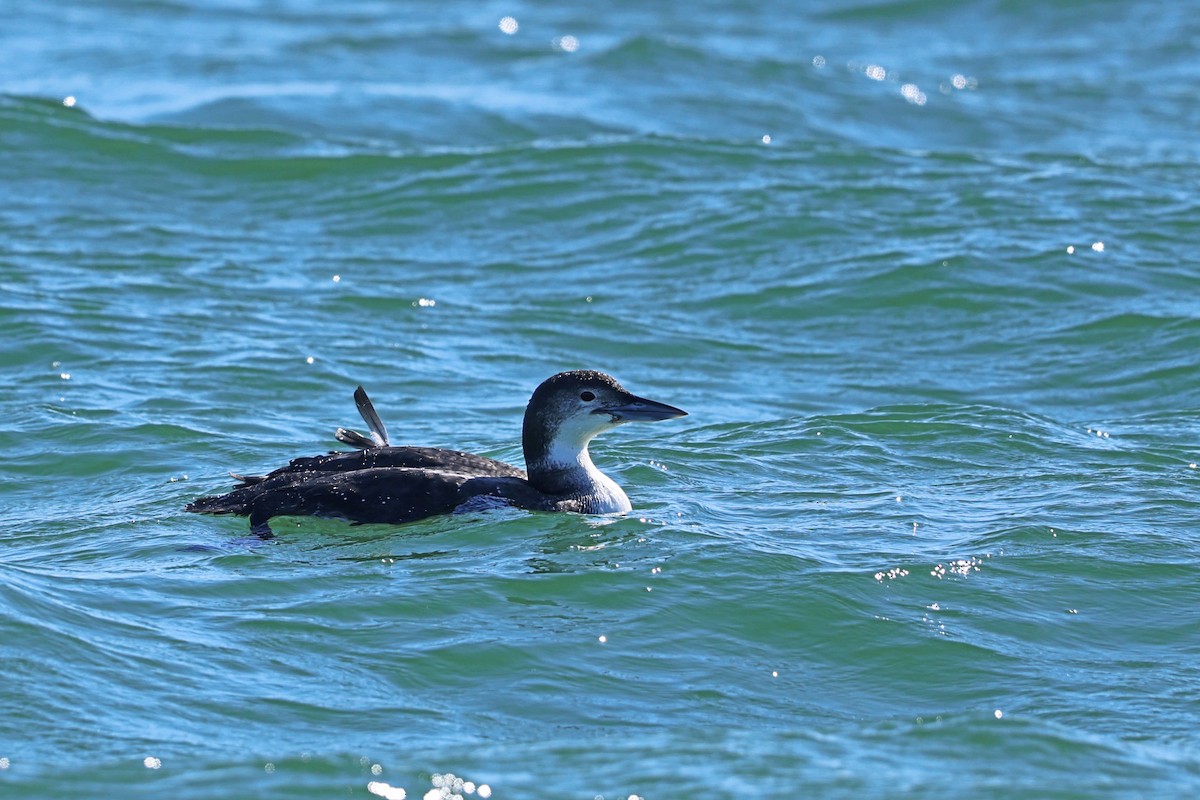 Common Loon - ML616181419