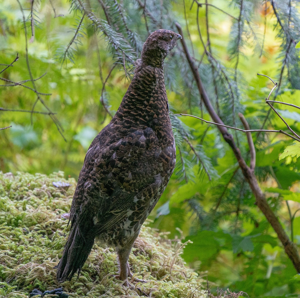 Gallo Fuliginoso - ML616181424