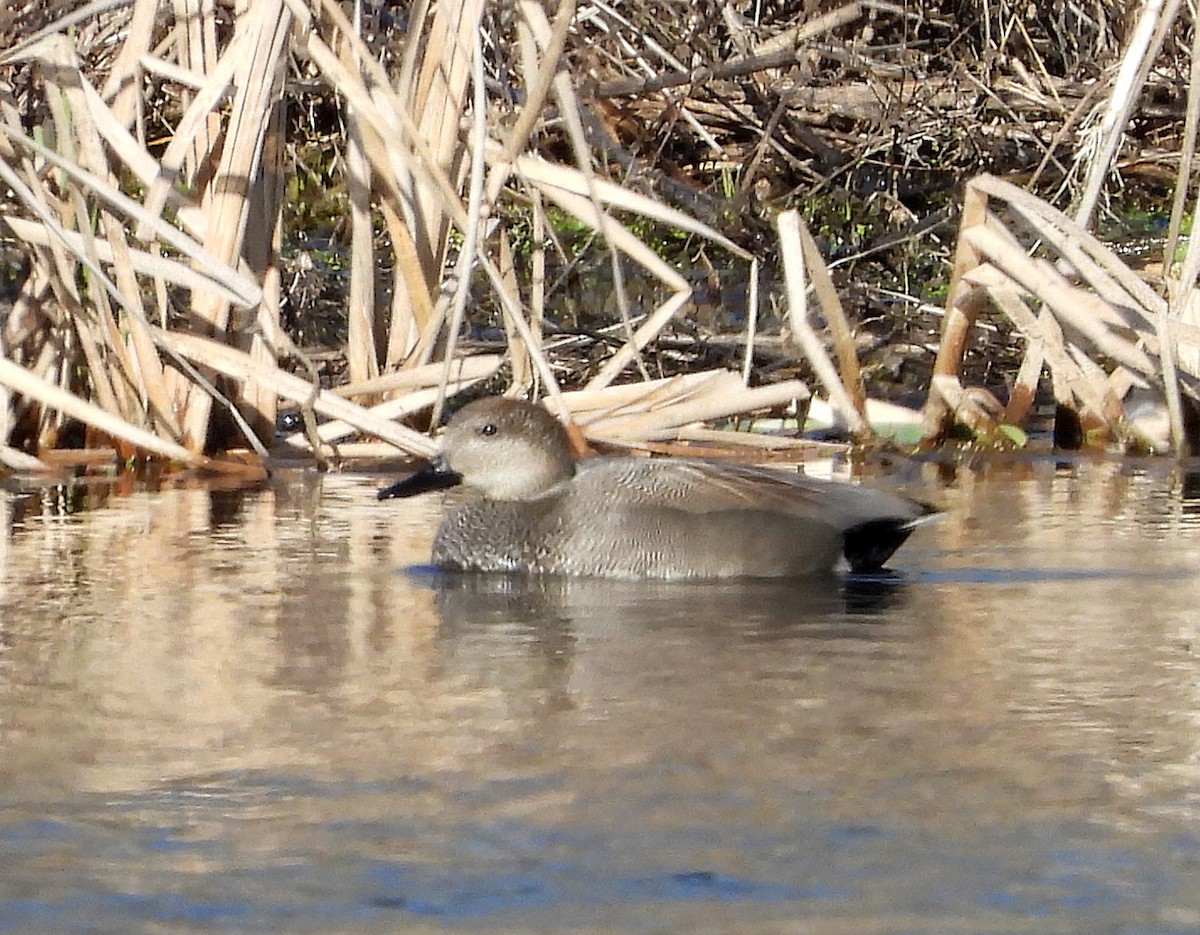 Gadwall - ML616181432