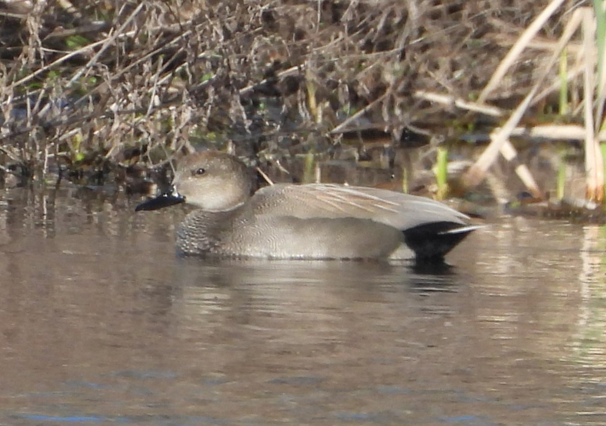 Gadwall - ML616181449