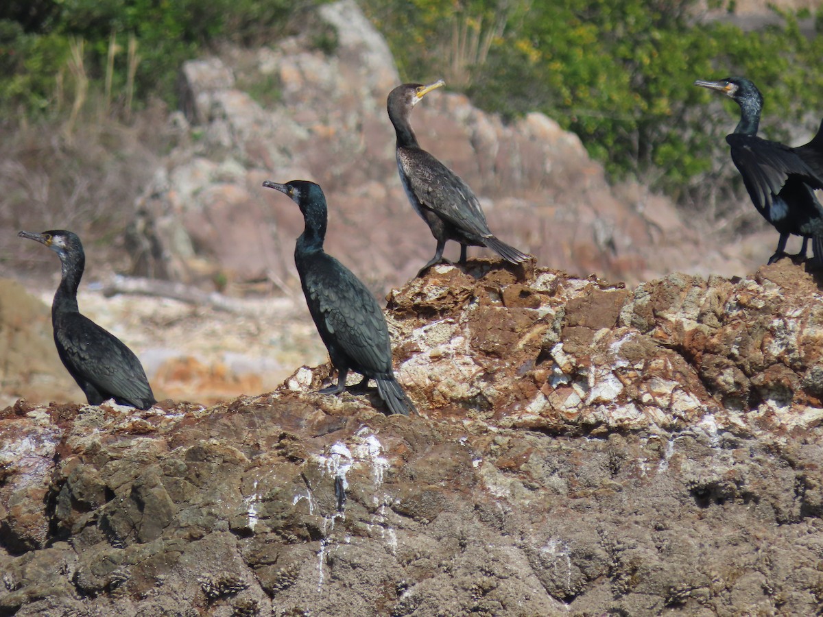 Japanese Cormorant - Kyle Leader