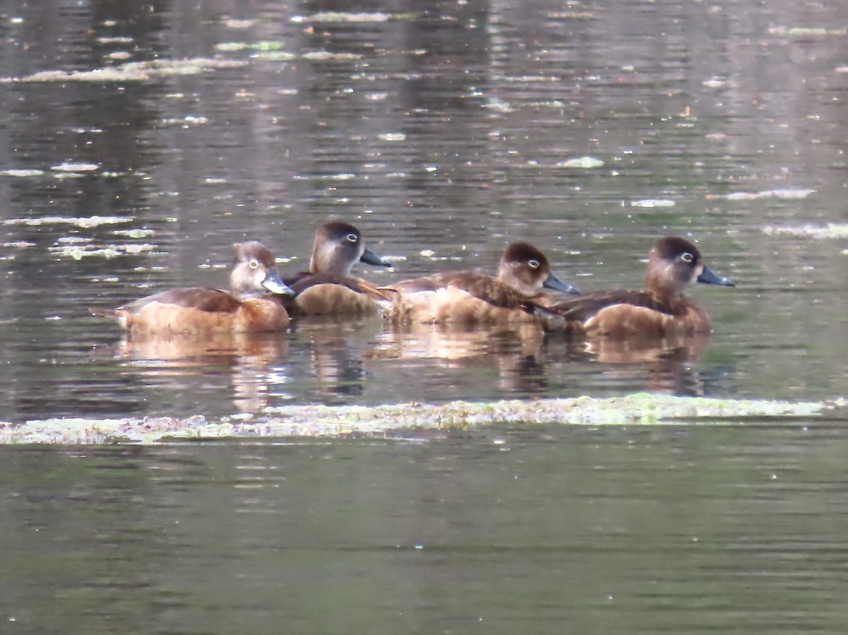 Ring-necked Duck - Pat Phillips