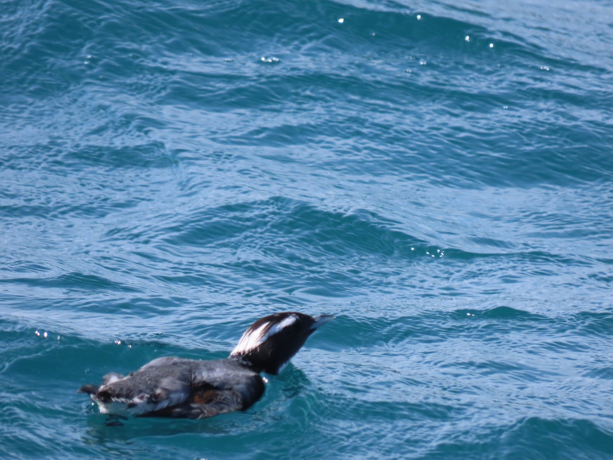 Japanese Murrelet - Kyle Leader