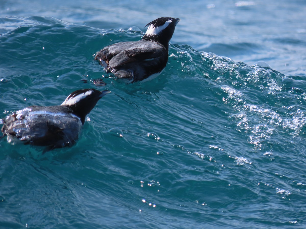 Japanese Murrelet - Kyle Leader