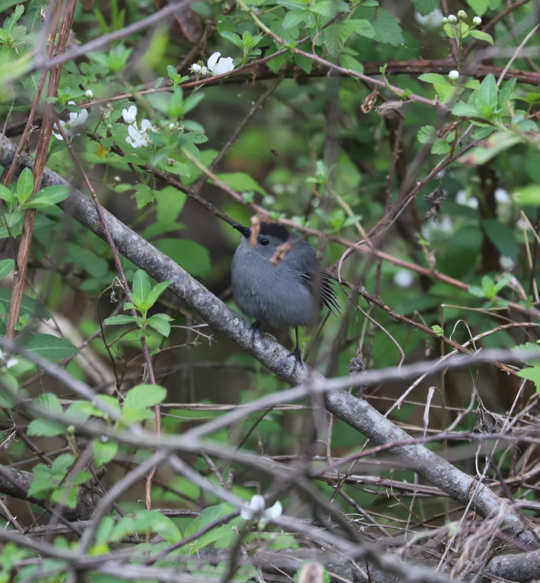 Gray Catbird - ML616181613