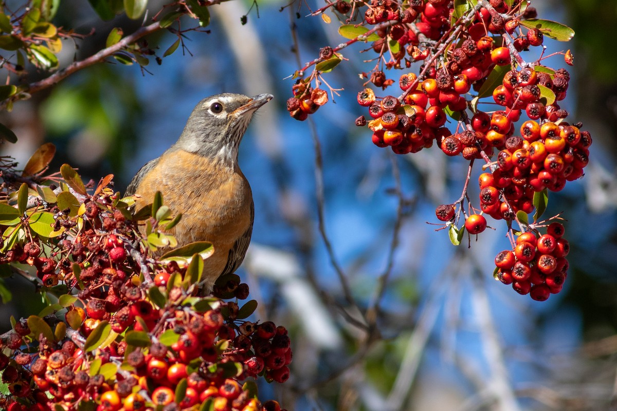 American Robin - ML616181759