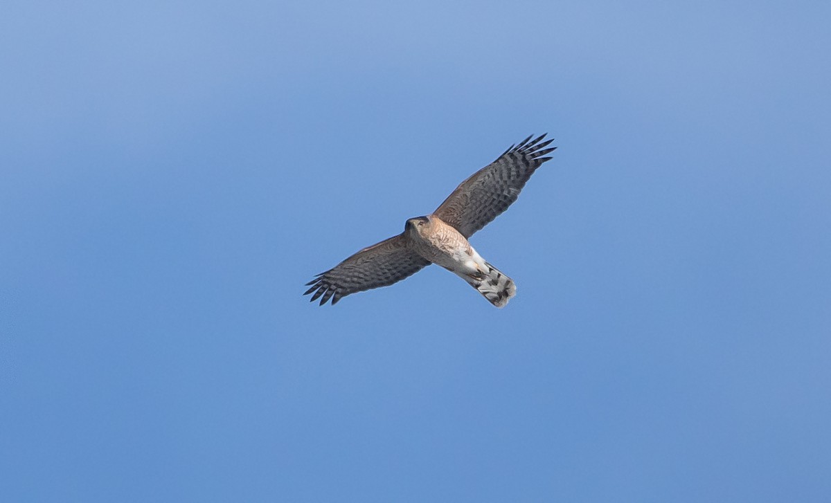 Cooper's Hawk - Michelle Schreder