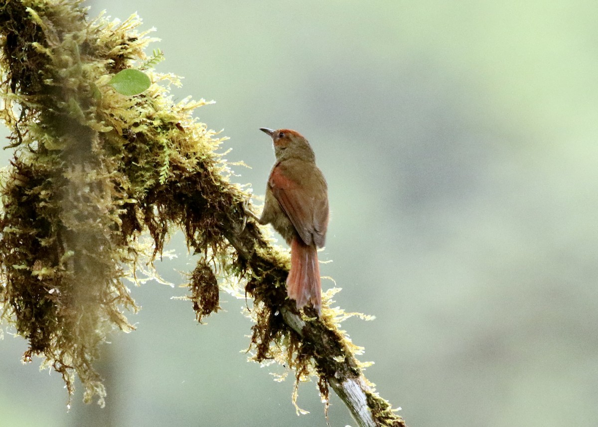 Red-faced Spinetail - ML616181792