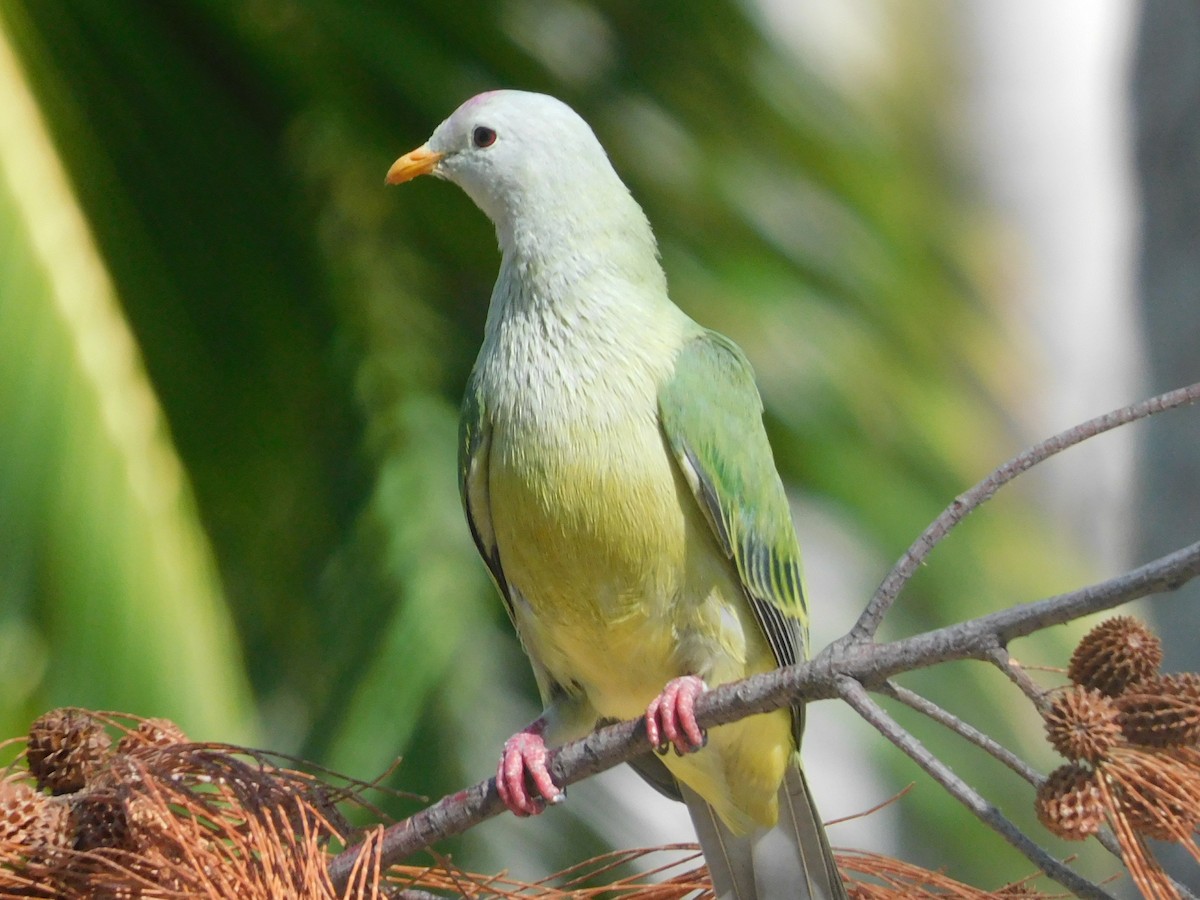 Atoll Fruit-Dove - Dan Bilderback