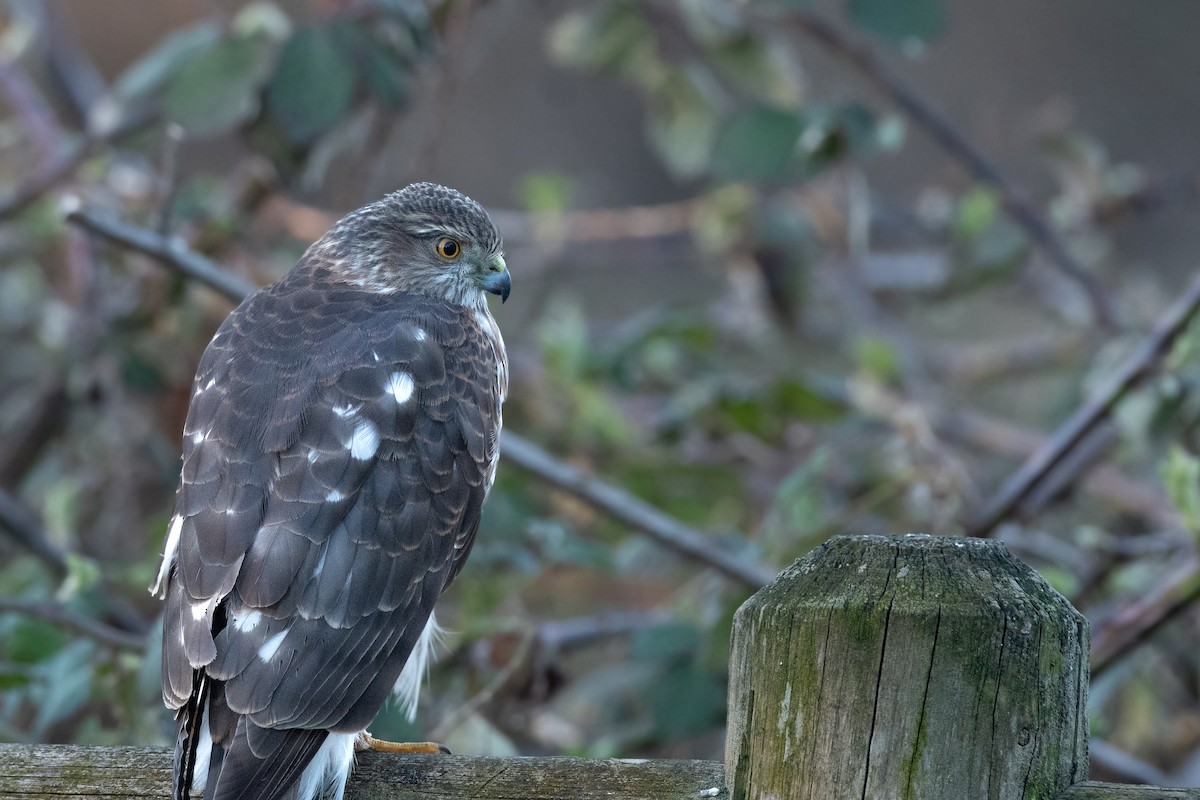 Sharp-shinned Hawk - Chris McDonald