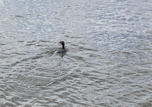 Horned Grebe - ML616181965