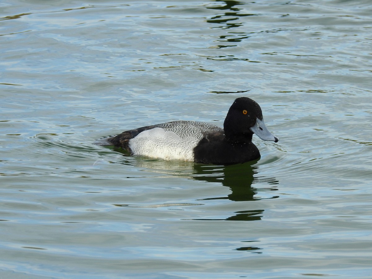 Lesser Scaup - ML616181994