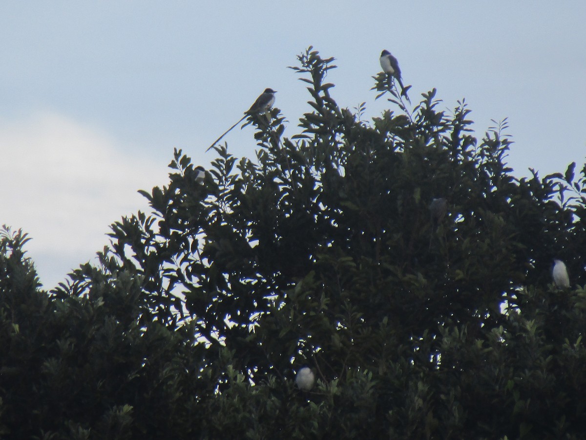 Fork-tailed Flycatcher - ML616182056