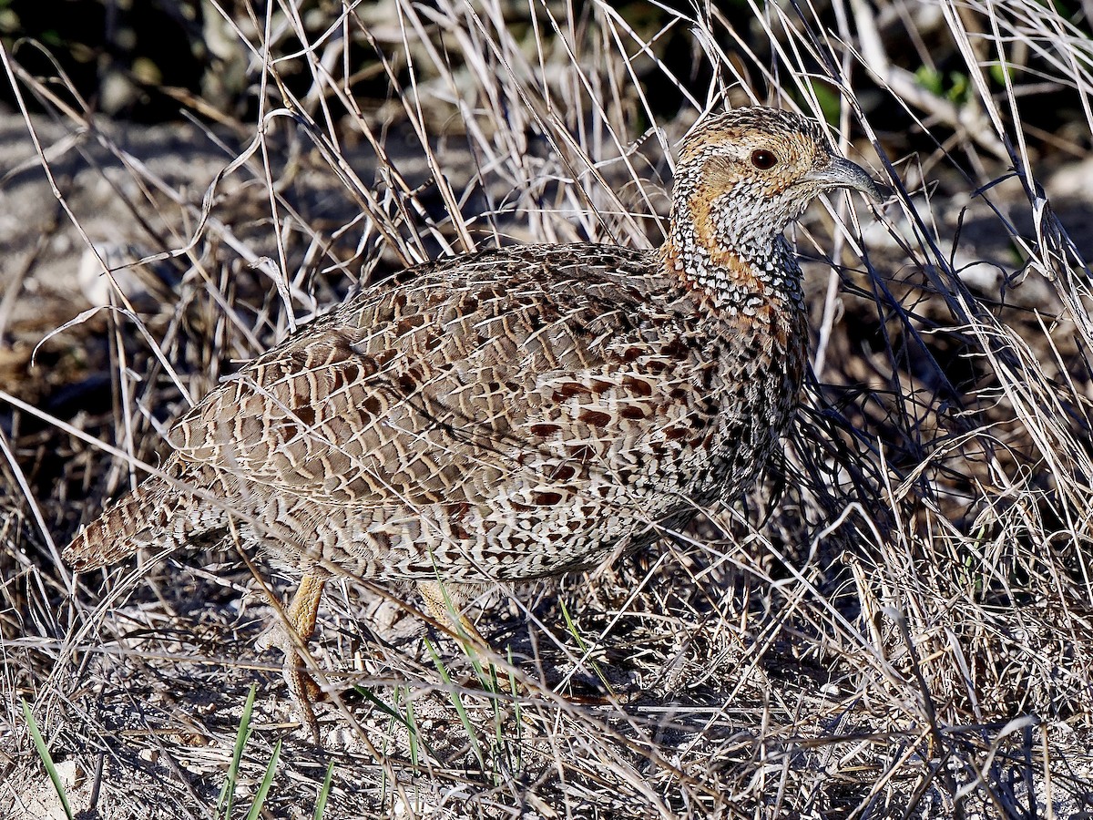 Gray-winged Francolin - Gabriel Willow