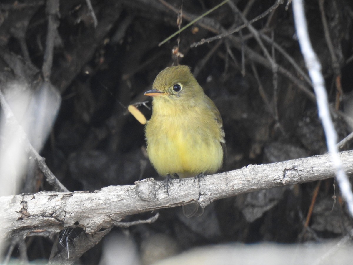 Western Flycatcher (Pacific-slope) - ML616182136