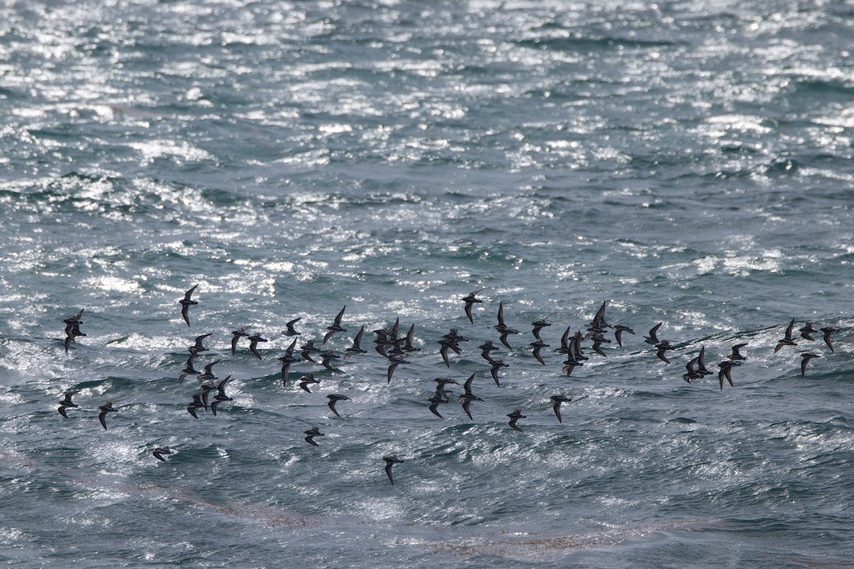 Ruddy Turnstone - Michael St John