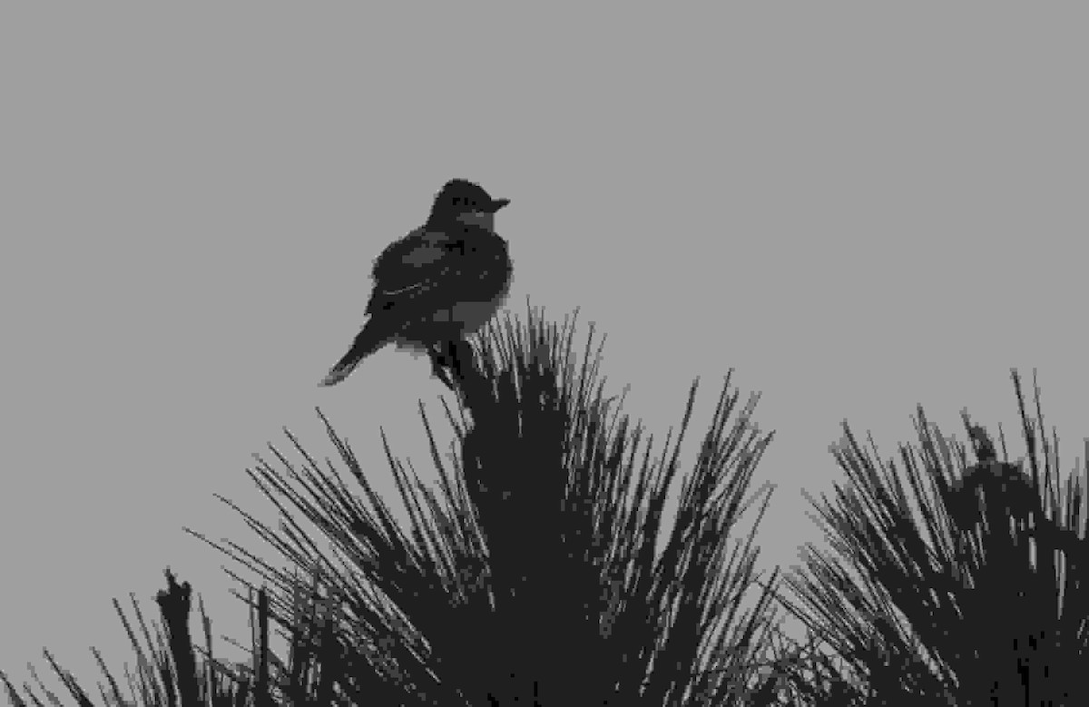 Eastern Kingbird - ML616182190