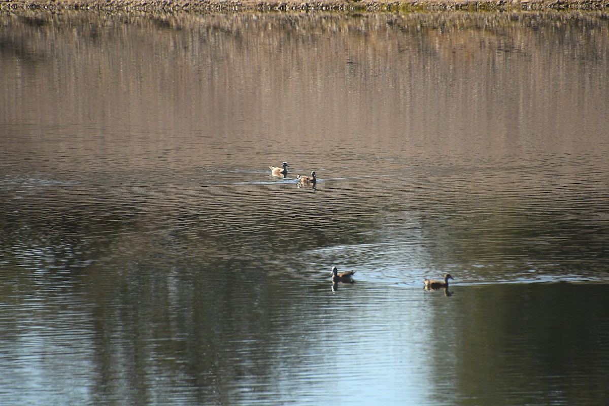 American Wigeon - ML616182194