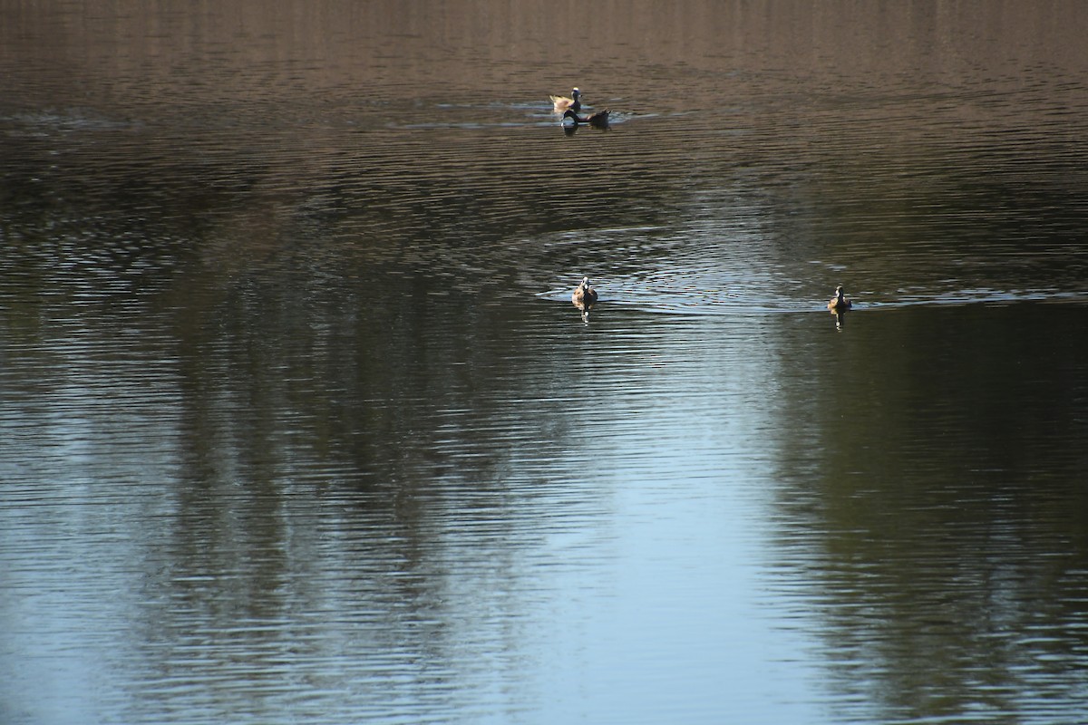 American Wigeon - ML616182196