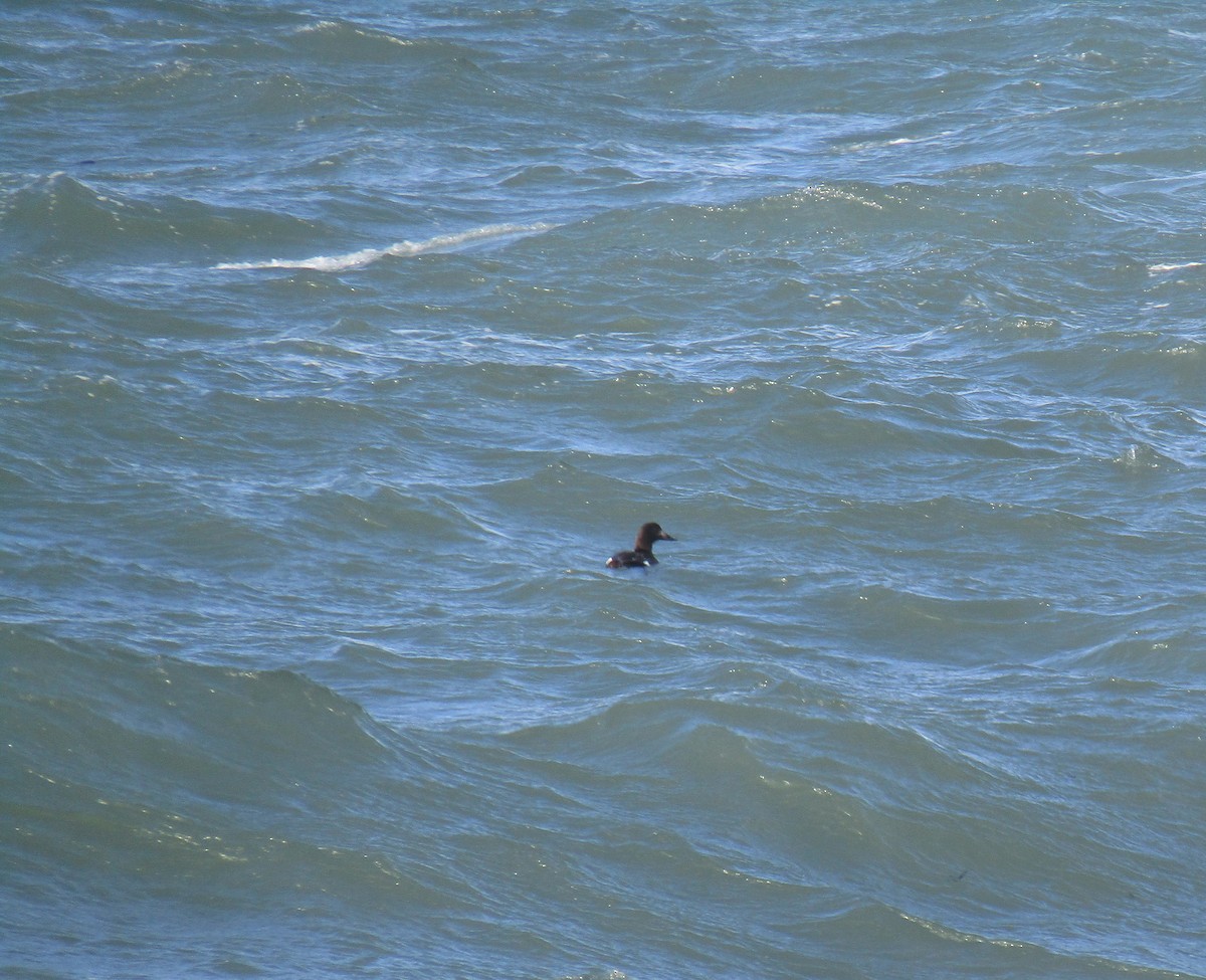 White-winged Scoter - Charles Avenengo