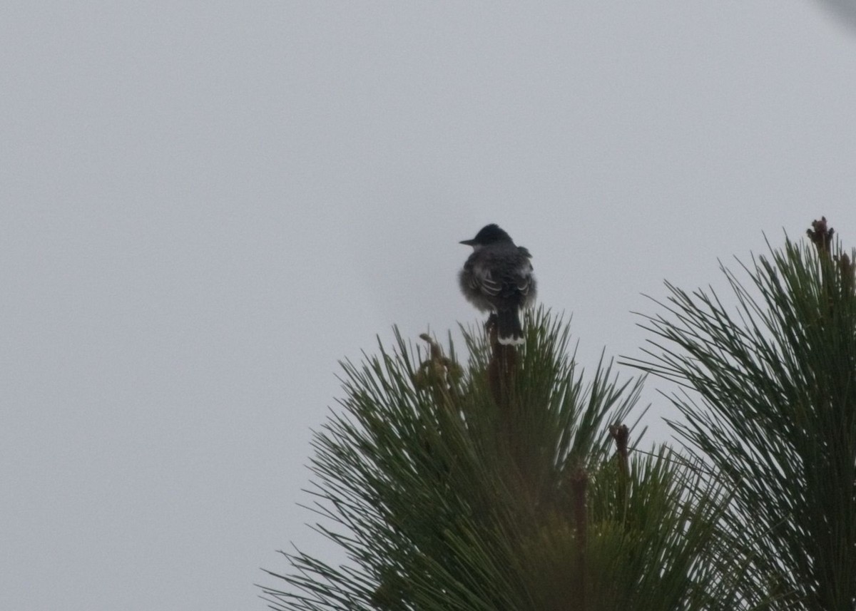 Eastern Kingbird - Ellen Freda