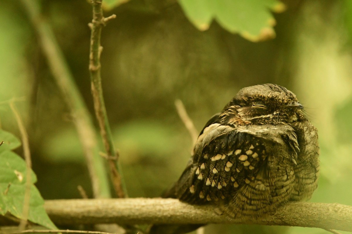 Little Nightjar - ML616182241