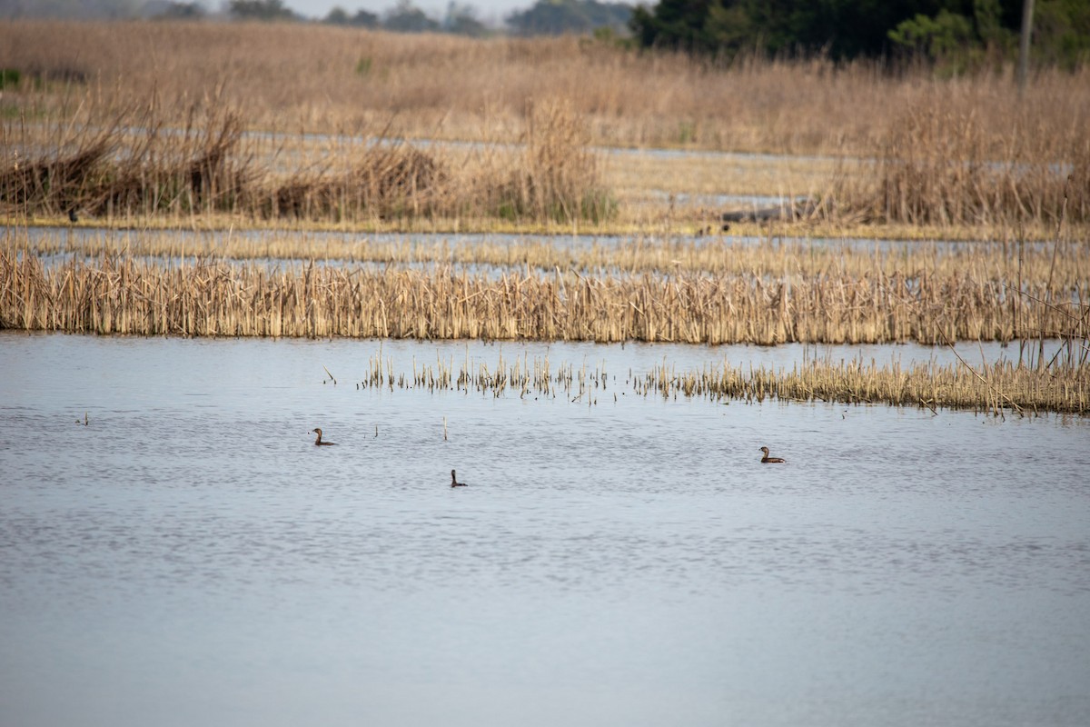 Pied-billed Grebe - ML616182256