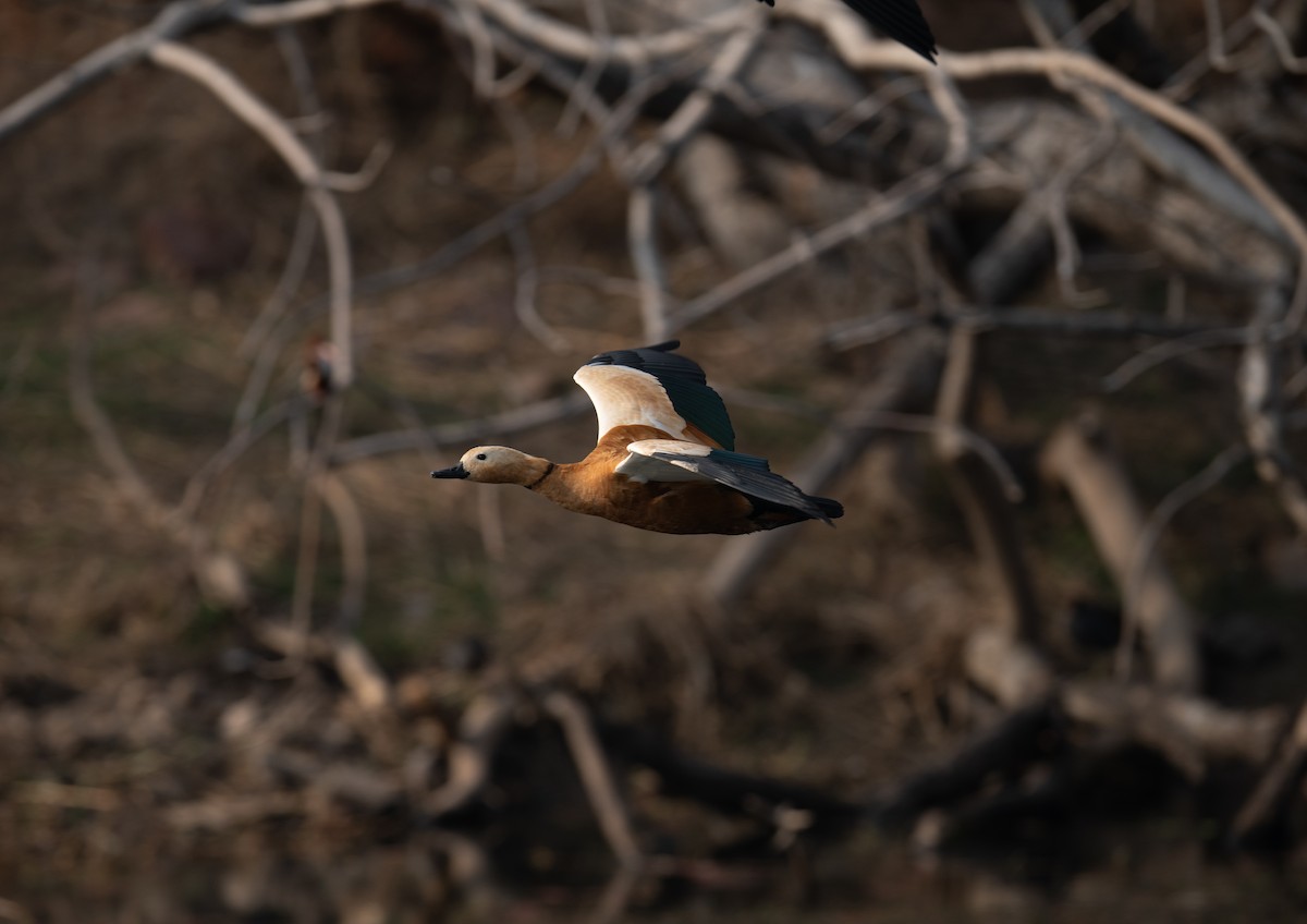 Ruddy Shelduck - ML616182257