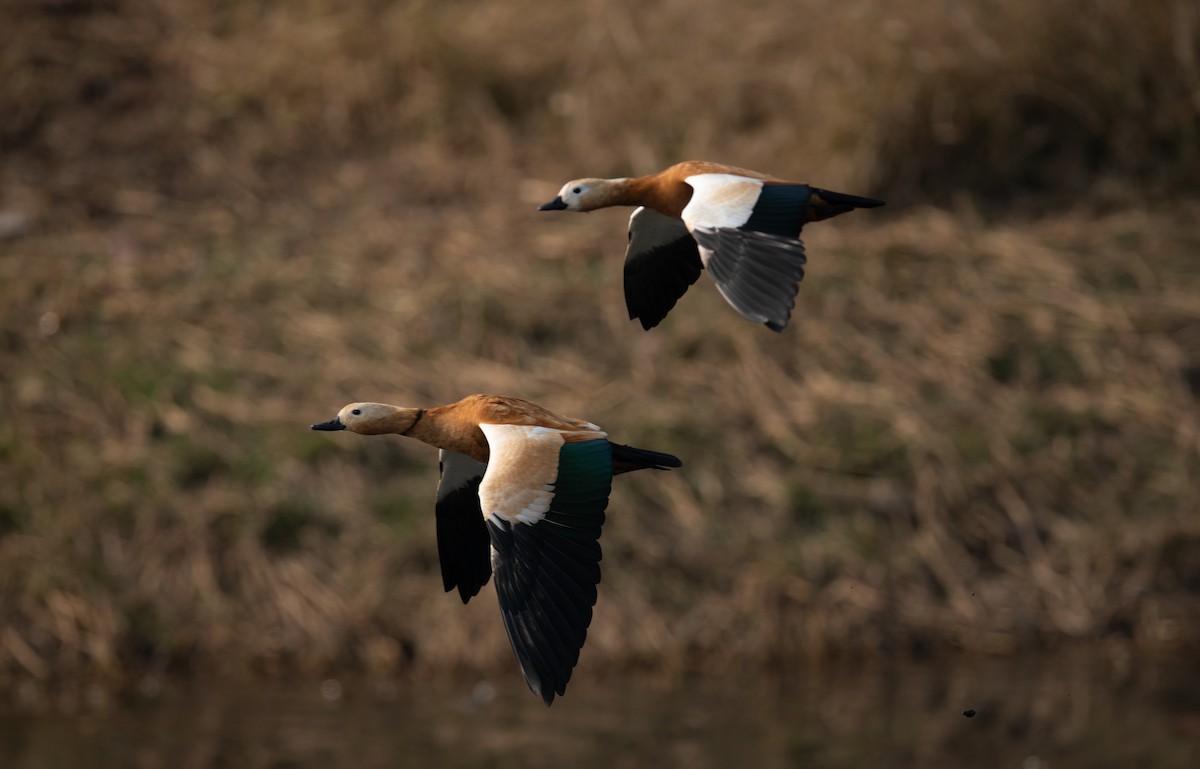 Ruddy Shelduck - ML616182258