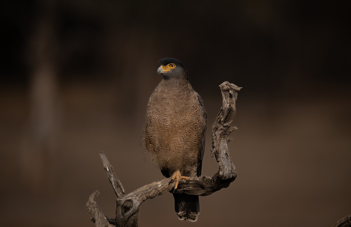 Crested Serpent-Eagle - Tenzin  Jampa