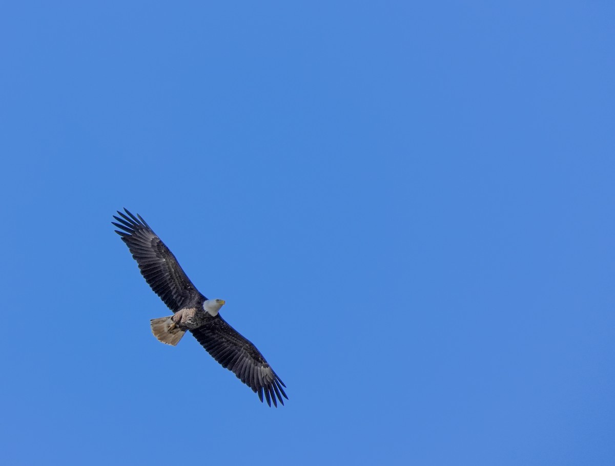 Bald Eagle - ML616182310