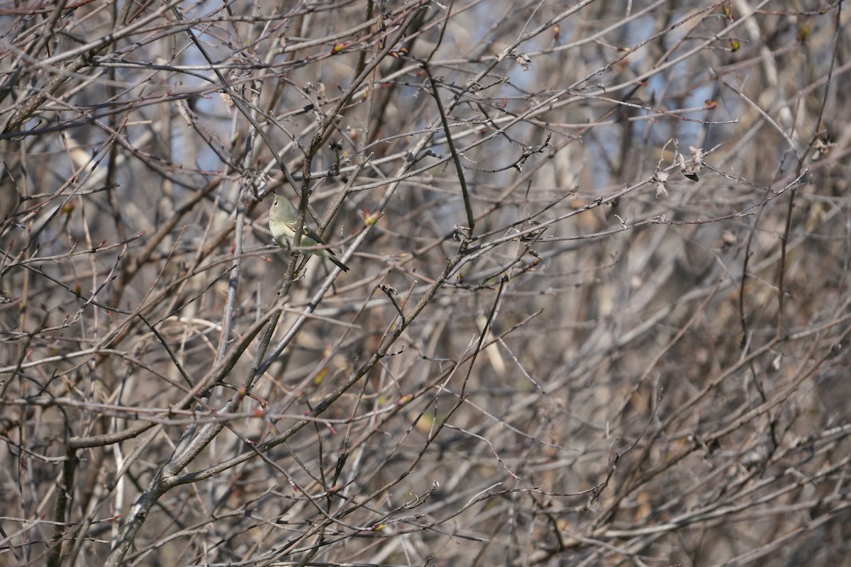 Ruby-crowned Kinglet - Tony Birder