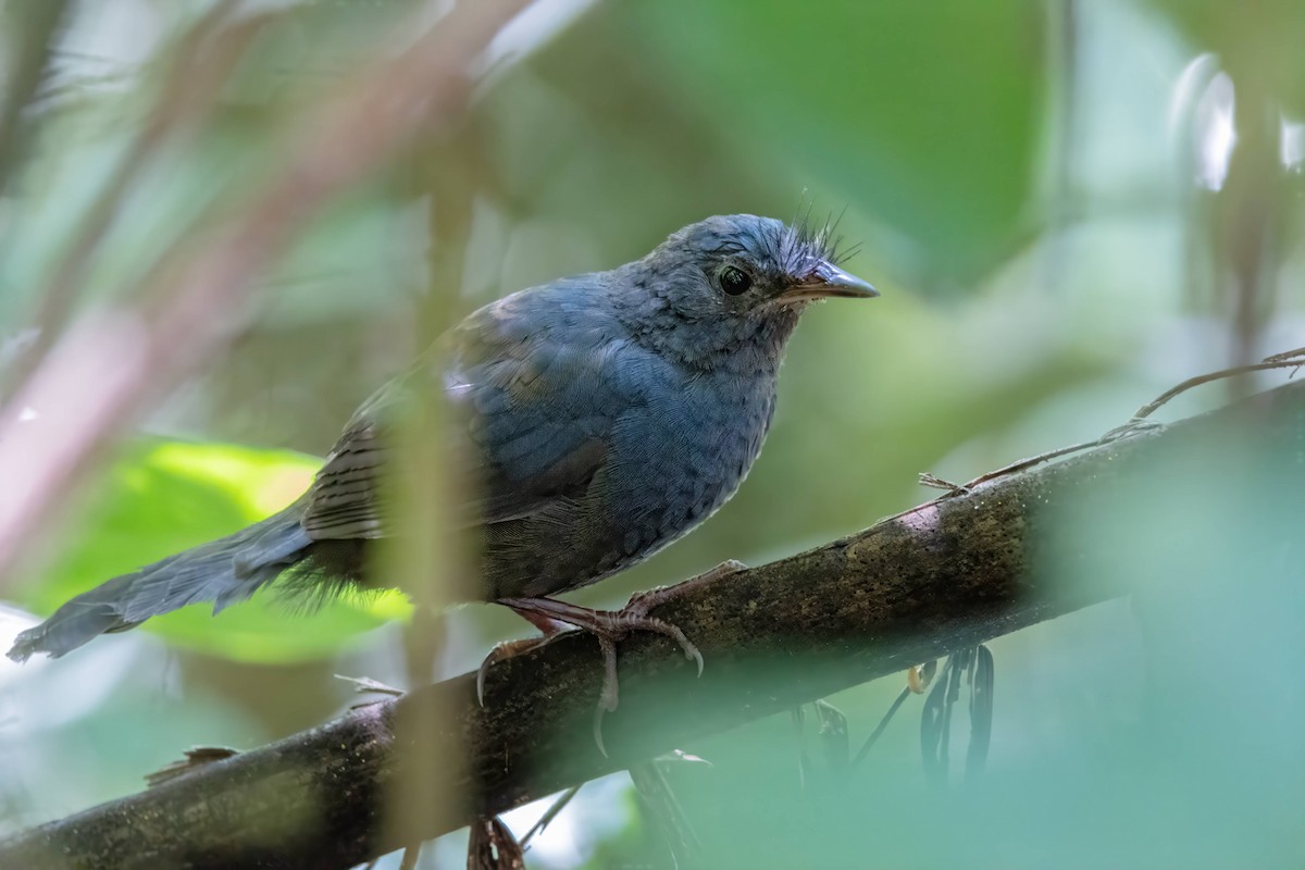 Slaty Bristlefront - ML616182391