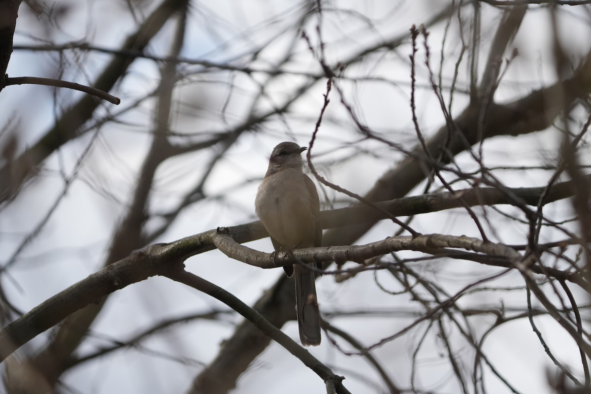 Northern Mockingbird - ML616182401