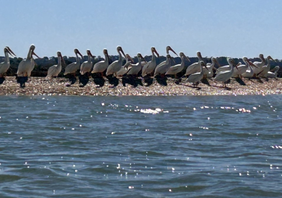 pelikán severoamerický - ML616182426
