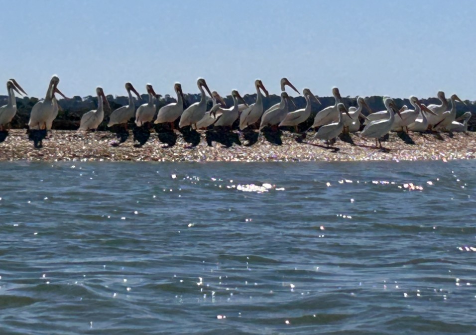 American White Pelican - ML616182426