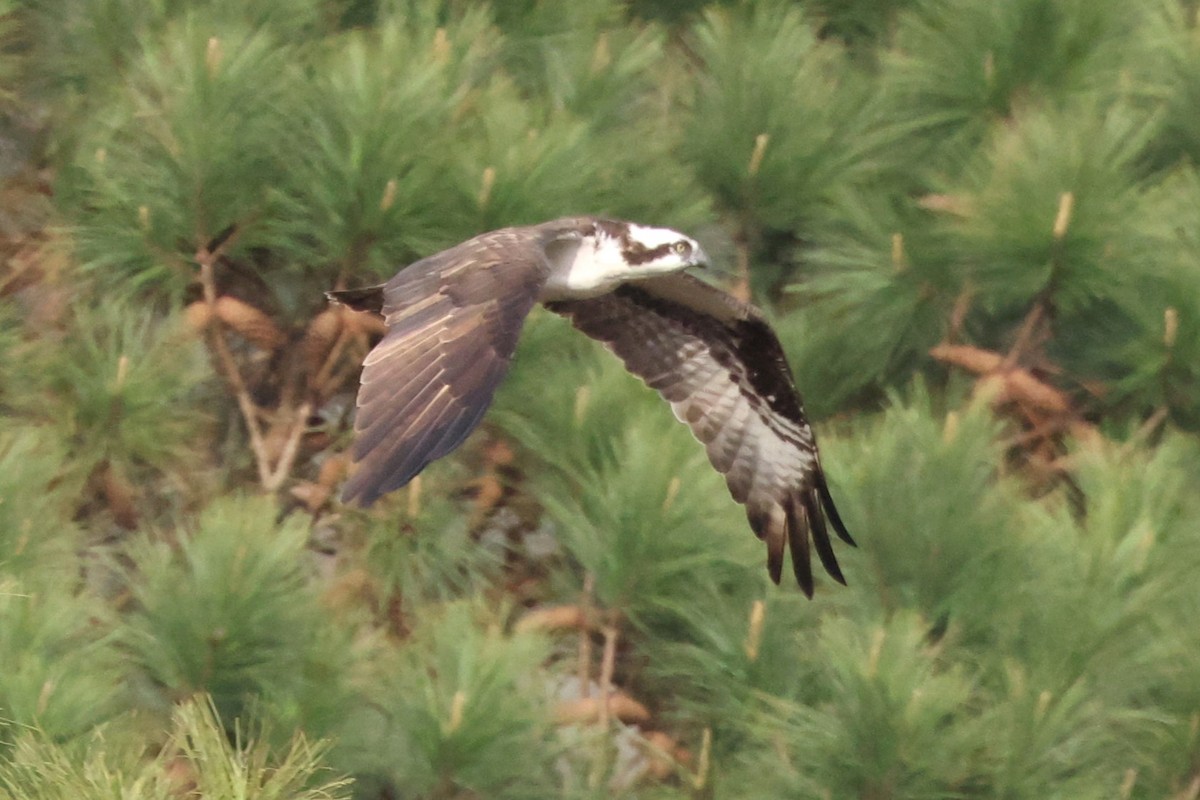 Osprey - ML616182465